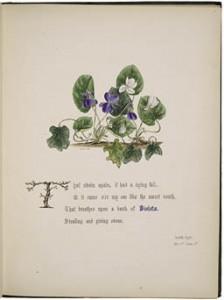 ART Vol. f67, plate 4 (violets)