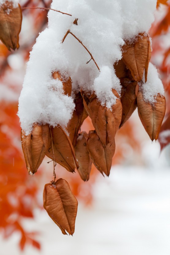IMG_3845 Golden Rain Tree seed pods covered in snow Golden Rain Tree seed pods covered in snow