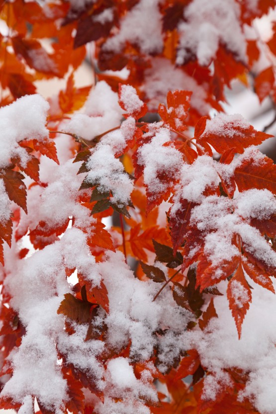 IMG_3847 red leaves and snow Red leaves and snow