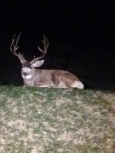 Police Officer Jerod Heidrick recently photographed this buck deer near Monarch Hall recently.