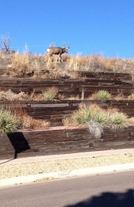 A buck deer grazes near University Hall.