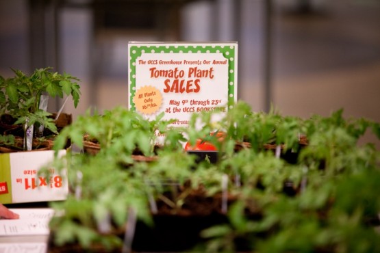 Tomato plants 2