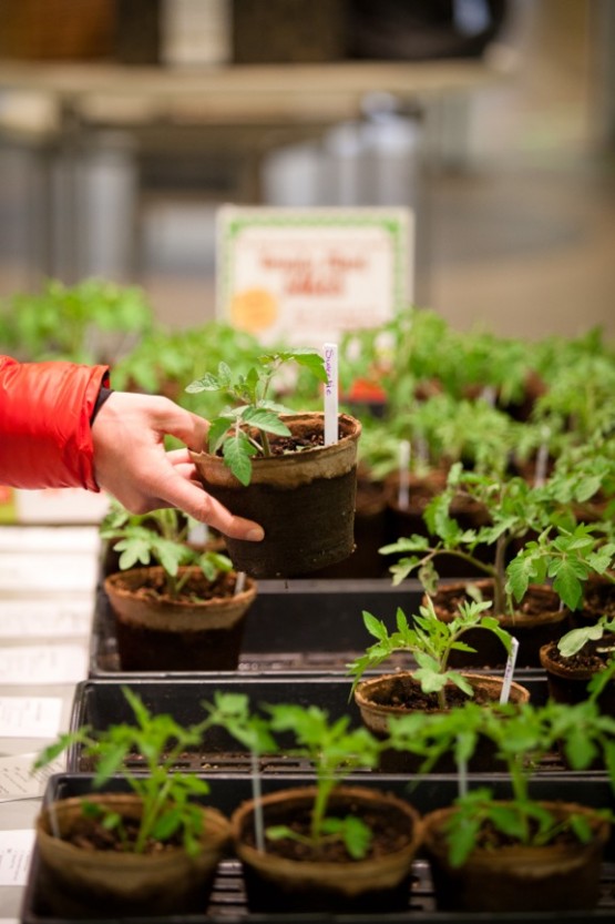 tomato plants 1