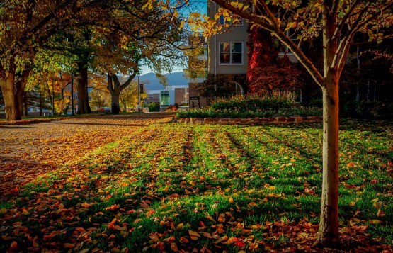 Fall leaves upon fresh cut grass. By Sandra J Loux