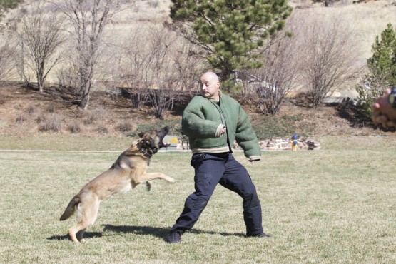 CSPD K-9 Sgt Brian Cumming wears a bite sure to demonstrate Broc's take-down capabilities 