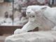 Mountain lion statue with snow
