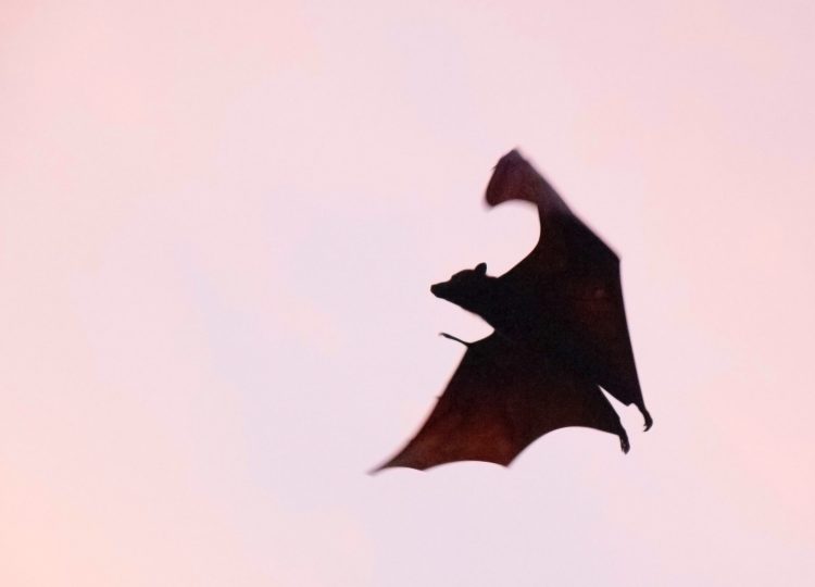 A bat flies at dusk