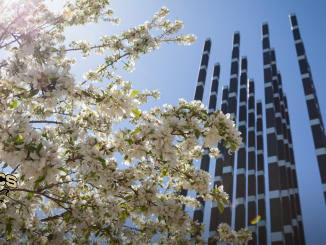 Trees blooming on campus with an art sculpture in the background in front of the Engineering and Applied Science building