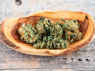 A bowl of marijuana buds