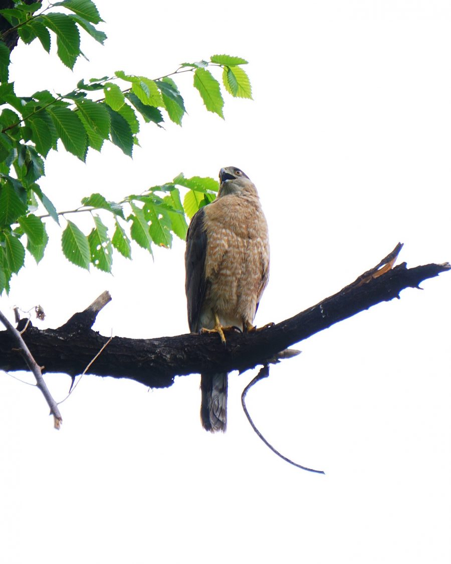 Backyard Hawks: Coops and Sharpies - Loudoun Wildlife Conservancy