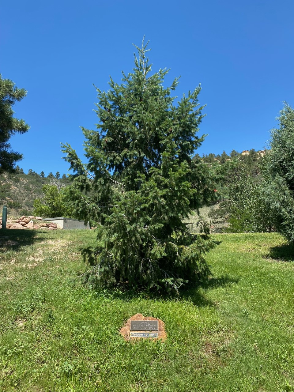 tree-of-peace-blessed-prior-to-annex-groundbreaking-uccs-communique