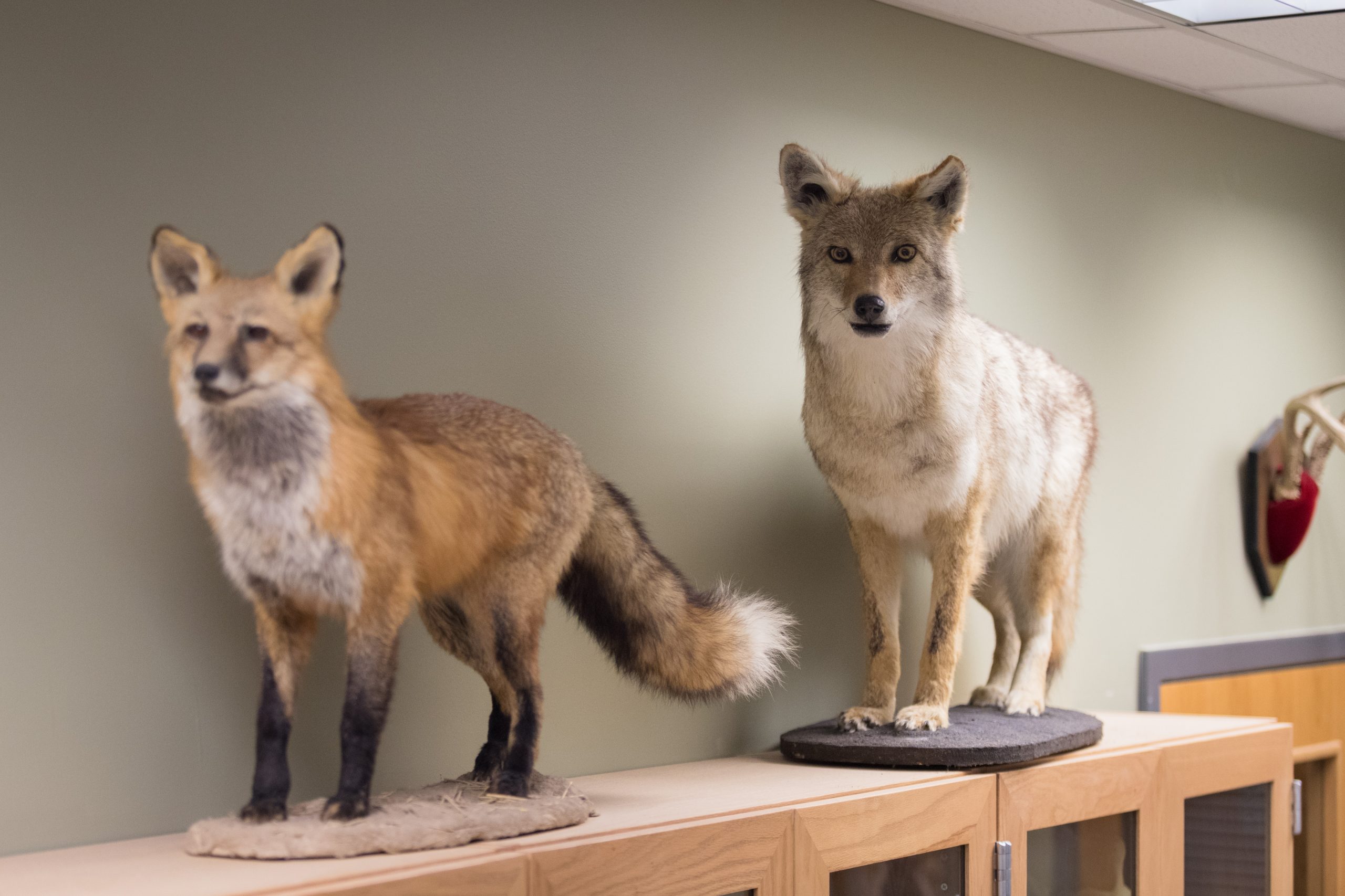 The Jon C. Pigage Natural History Museum is stuffed with learning  opportunities – UCCS Communique