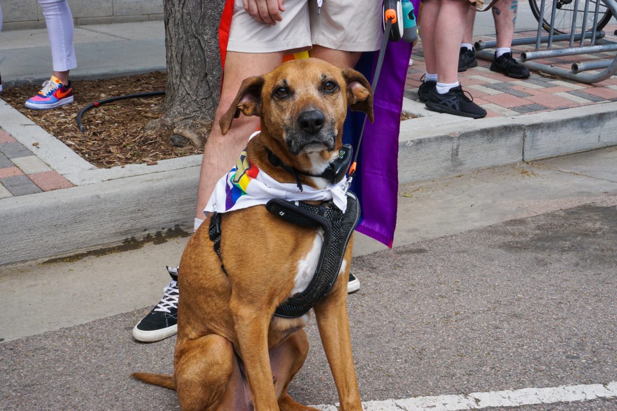 A dog seen at Pikes Peak Pride wears a UCCS Pride bandana.